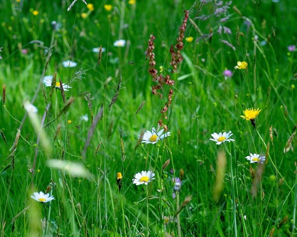 Лето трава цветы