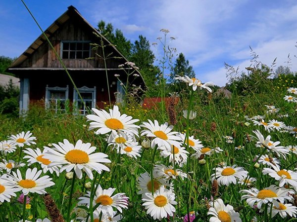 Лето в деревне