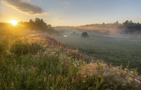 Луг на рассвете