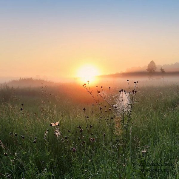 Ромашковое поле фото