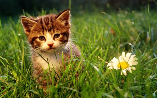Котик в траве