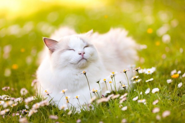 Солнечная кошка
