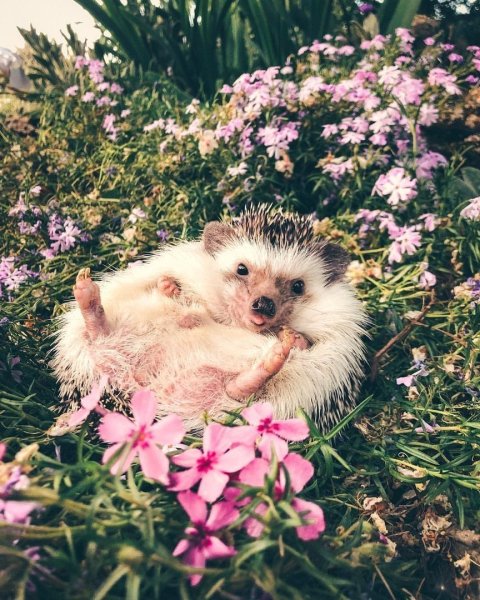 Котенок в гамаке