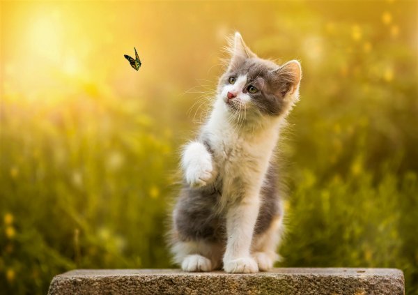 Кот лето