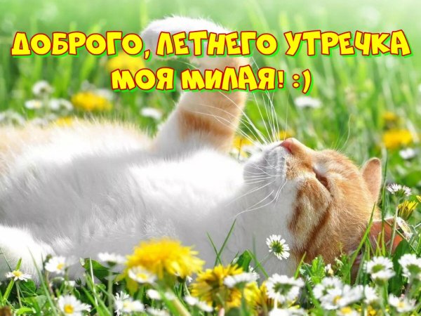 Кот Весна