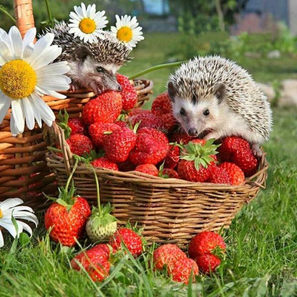 Зверь с ромашками