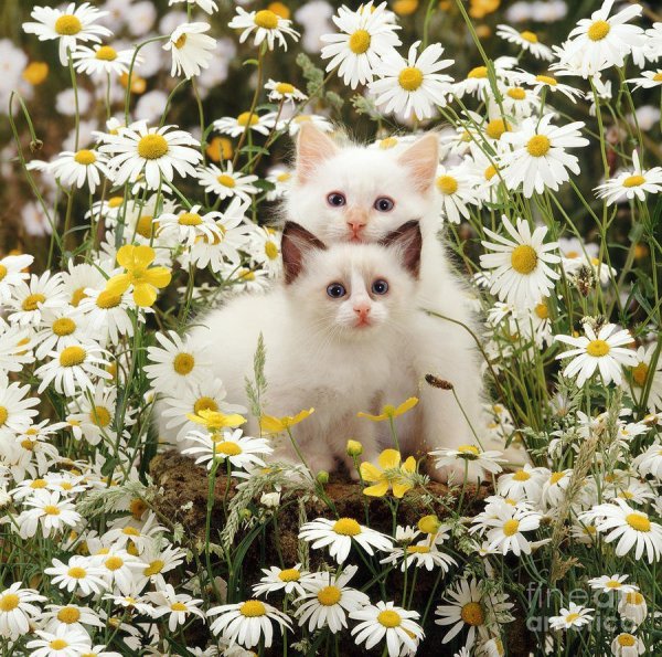 Котенок в ромашках