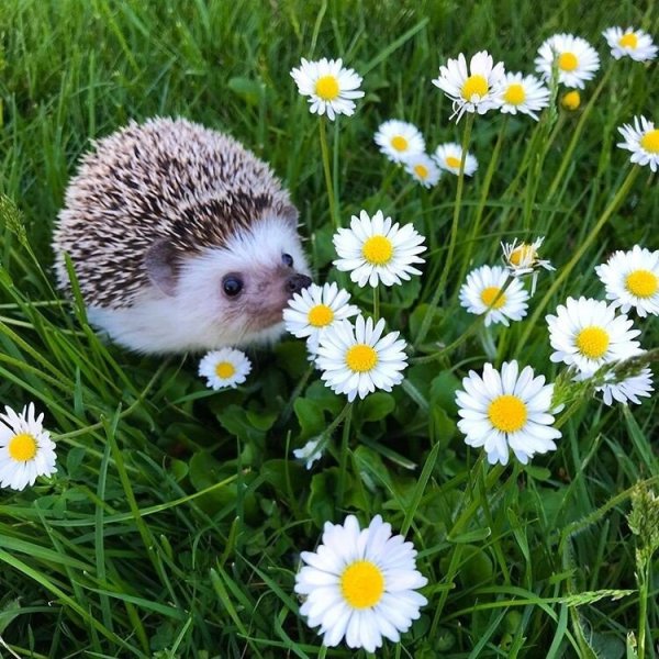 Животные радуются
