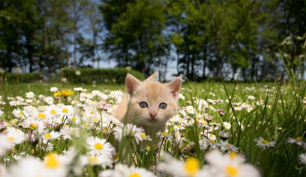 Кошка нежится на солнышке