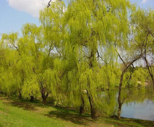 Ива, ветла, Ракита, Верба что