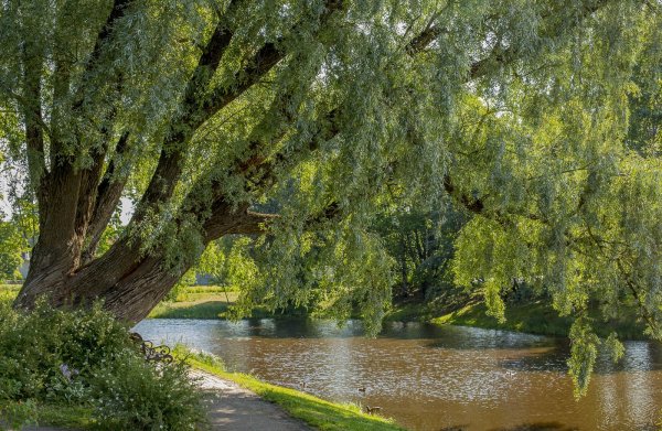 Плакучая Ива Астрахань