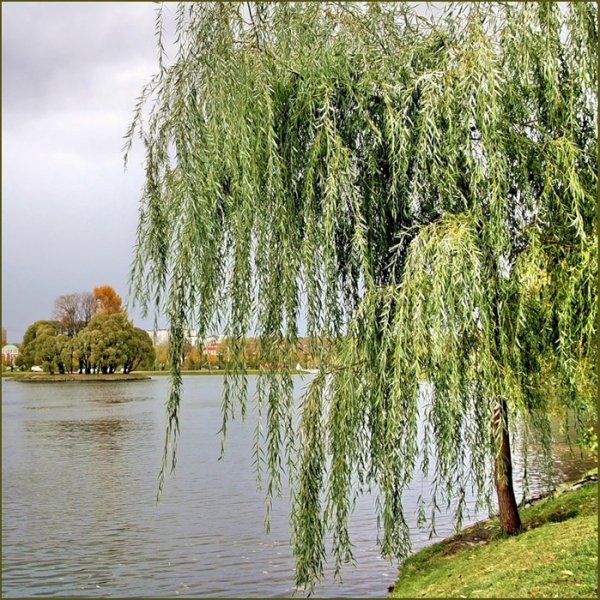 Ива остролистная плакучая