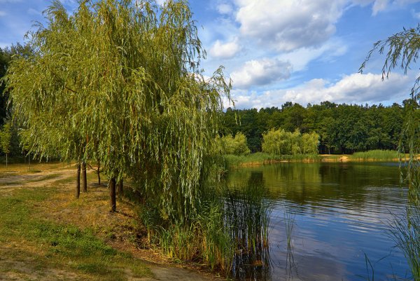 Верба на берегу реки