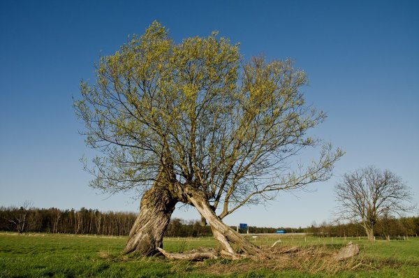 Ива желтокорая плакучая
