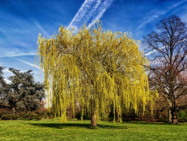 Верба дерево листья