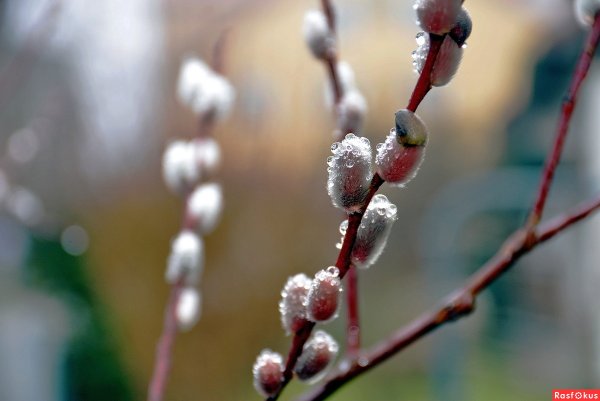 Ива желтая плакучая