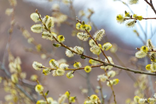 Ива белая плакучая Тристис