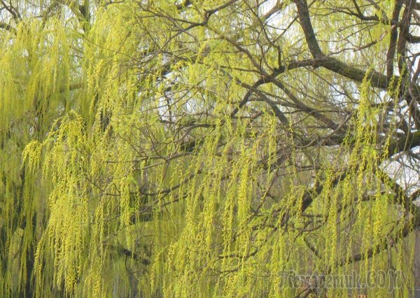 Цветущая Верба куст