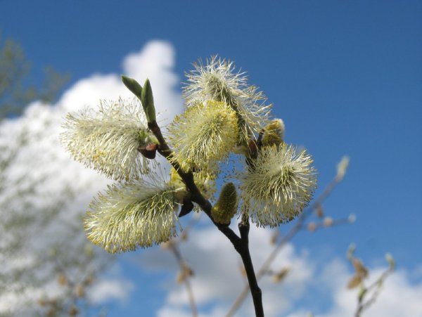 Плакучая Ива весной