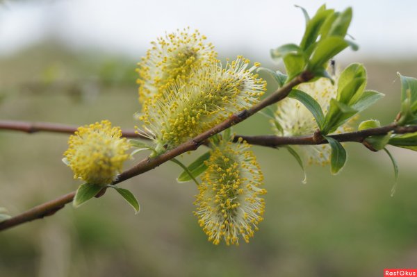 Ива остролистная Верба