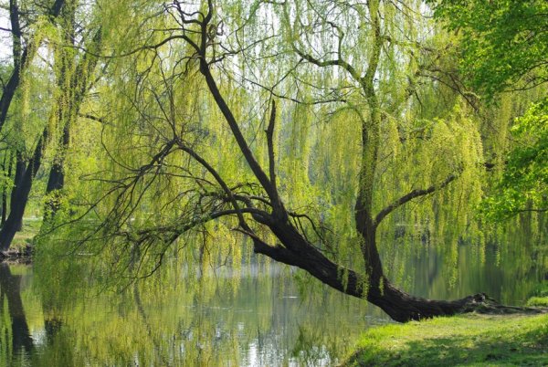 Верба дерево