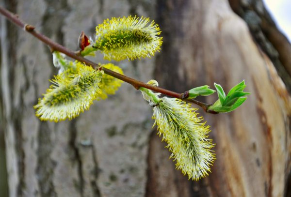 Ива осина Верба