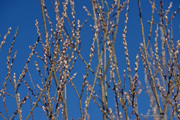 Ива Ракита над рекой