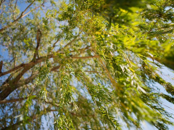 Верба Ива с серёжками