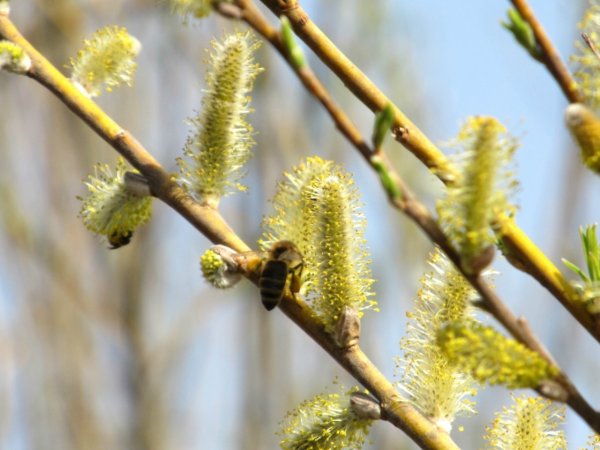 Цветущая Верба дерево
