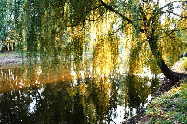 Река , цветущие вербы