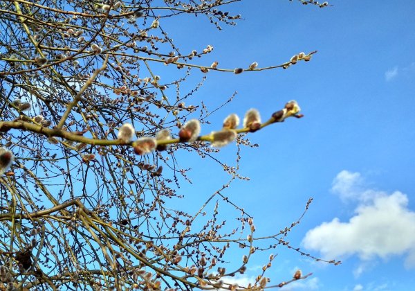 Верба ольха Ива