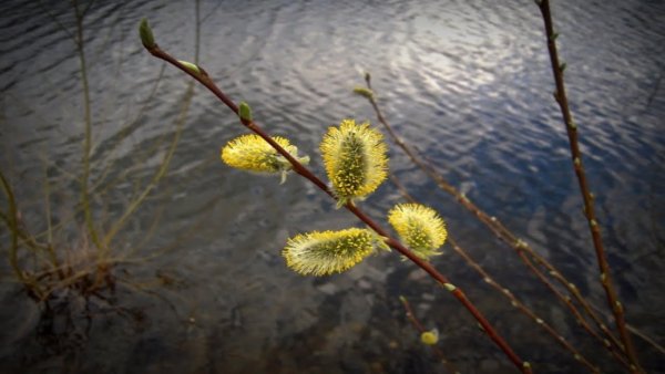 Ива Верба весной