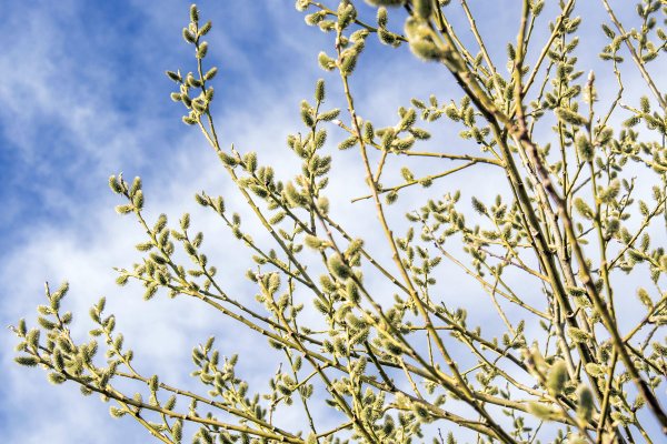 Ива Козья цветение