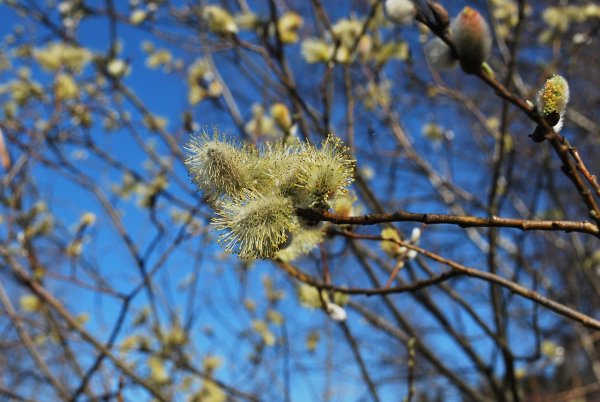 Верба и первоцветы