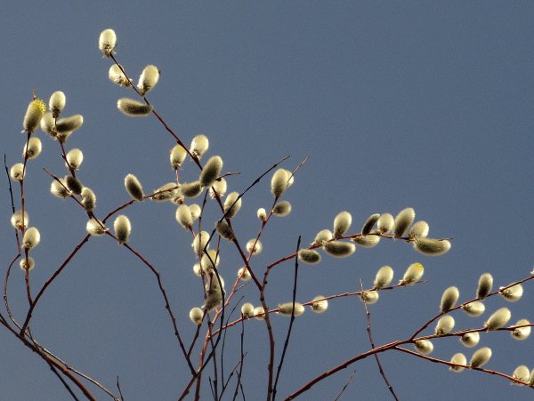 Верба дерево