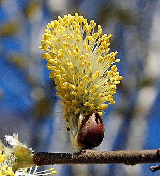 Кустарник Ива Верба