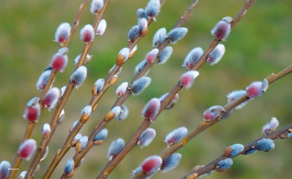 Верба листья