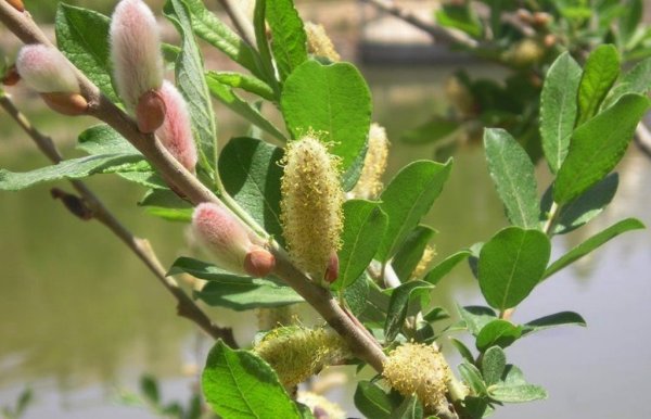 Верба дерево