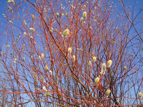 Ива почки Верба почки