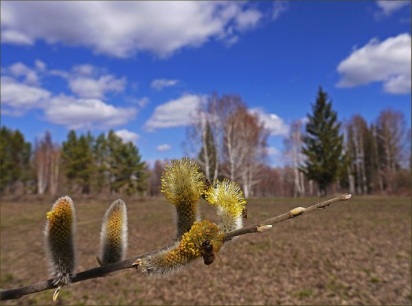 Верба желтая пушистая