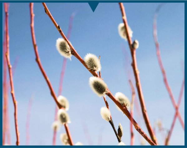 Верба цветет