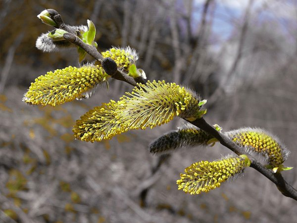 Ива остролистная Верба