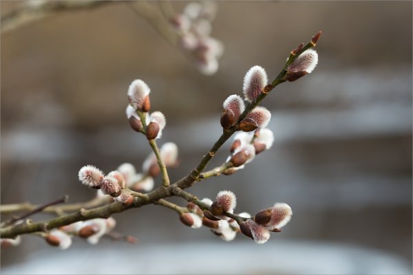Верба дерево
