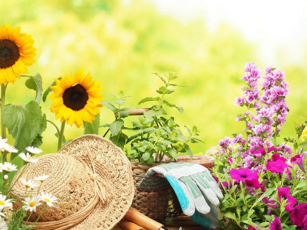 Лето цветы