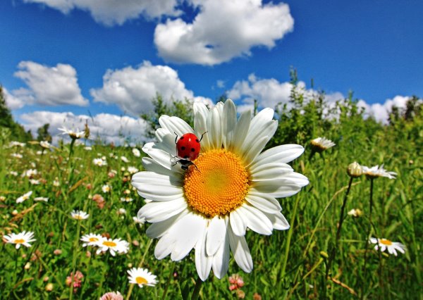 Сказочная Поляна с цветами