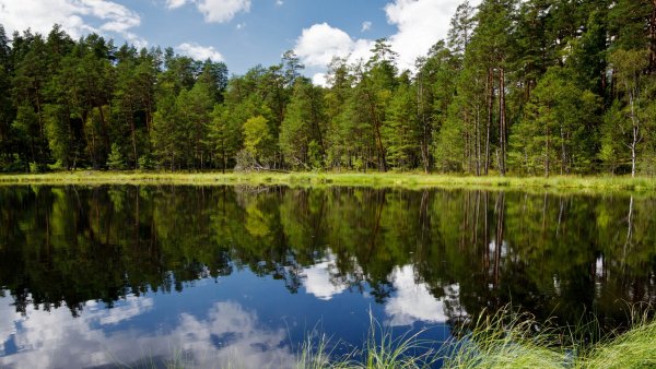 Зеленая роща Татарстан озеро