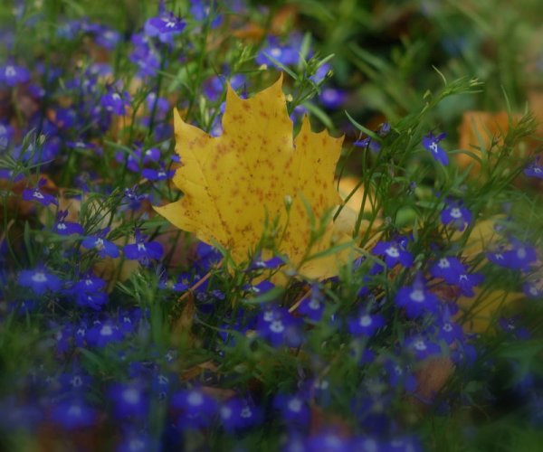 Прощай лето природа