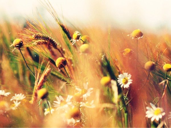 И цветы, и шмели, и трава, и колосья, и лазурь, и полуденный зной…