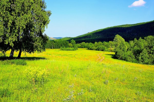 Природа Башкирии поля