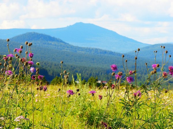 Луговые цветы Башкортостана